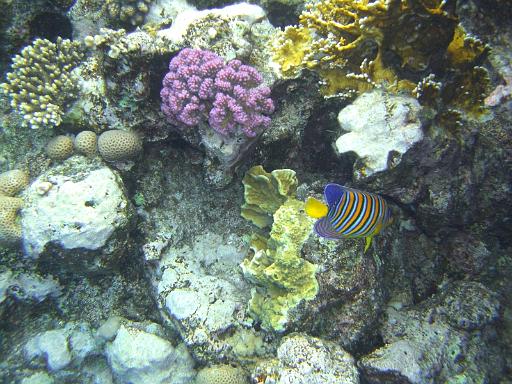 2008-05-15 --- snorkeling Sharm Reef Beach --- CIMG1071.JPG